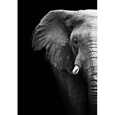 Profil d'éléphant - photographie