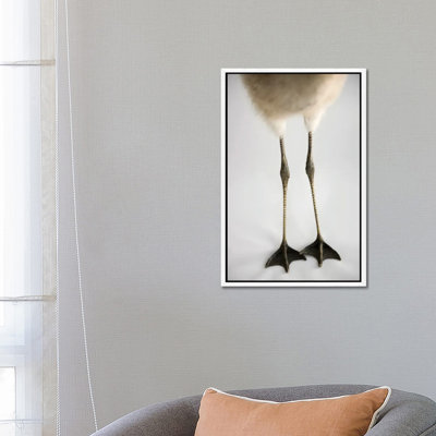 A Chilean Flamingo Chick's Feet At Houston Zoo by Joel Sartore - Gallery-Wrapped Canvas Giclée on Canvas