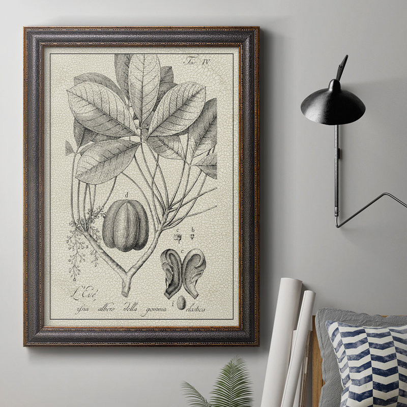 Toile encadrée de qualité supérieure antique noire et blanche botanique VI - prête à être accrochée