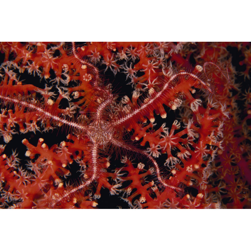 Stars - Indonesia by Beverly Factor - Print on Canvas, 61 cm H x 91 cm W, Wrapped Canvas