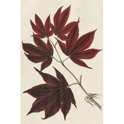 Feuilles d'érable japonaises III
