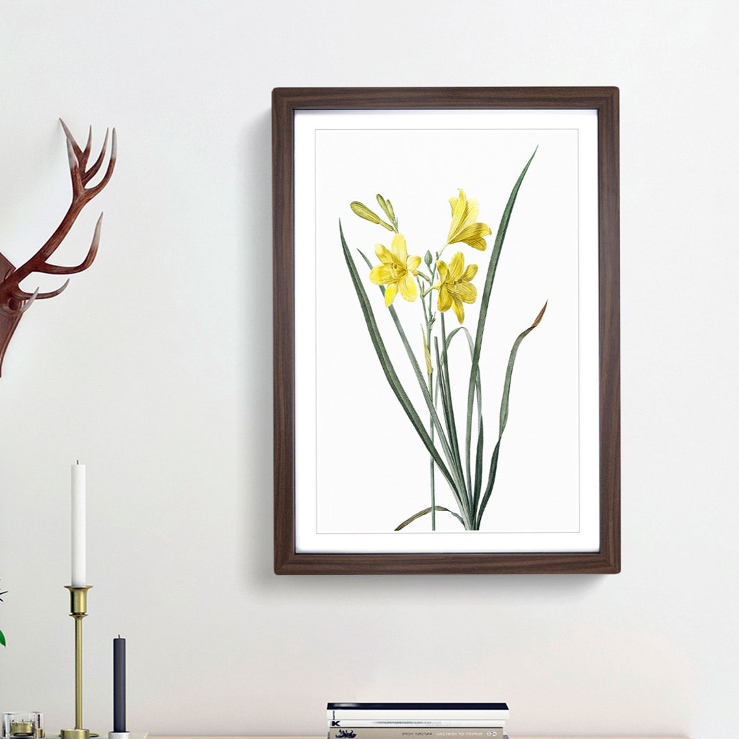 Yellow Daylily by Pierre-Joseph Redoute - Picture Frame Painting Print