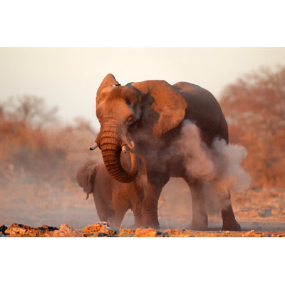 African Elephant Covered In Dust by Ecopic - Wrapped Canvas Print