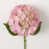 Rose est en rupture de stock
