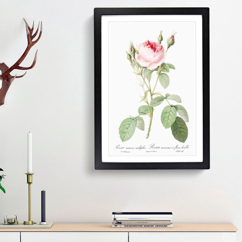 Moss Rose in Pink by Pierre-Joseph Redoute - Picture Frame Painting Print, 65cm H x 48cm W x 2cm D, Black Framed