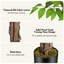 180cm Plant
