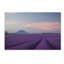 « lavande field », reproduction de photo sur toile tendue-22373889