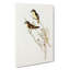 White Eyebrowed Robins by Elizabeth Gould - Wrapped Canvas-55305080
