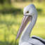 White pelican | Handcrafted Decorative Bird Statue for Home & Garden | Premium Polyresin, Weather-Resistant Indoor/Outdoor Decor