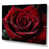 Wrapped Canvas selected