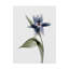 « xray tulip vii », peinture sur toile tendue-1845229730
