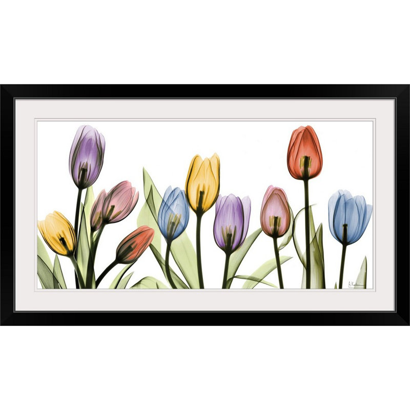Tulipe - imprimé, H 26 po x l 44 po x P 1 po, Cadre noir