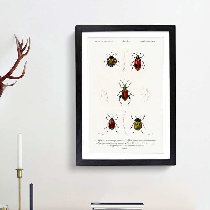 Beetle Illustrations PL.15 by Charles D'Orbigny - Single Picture Frame Print, Black Framed, 63cm H x 45cm W x 2cm D