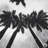 Monochrome Palm Trees Print On Canvas