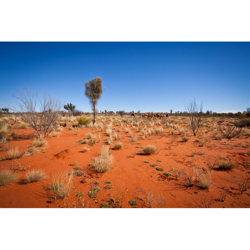 Chameaux sauvages dans le désert par VKP-Australie, H 20 po x l 30 po