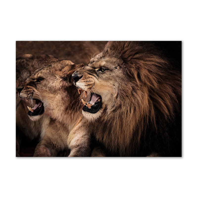 Roaring Lions - No Frame Print on Canvas