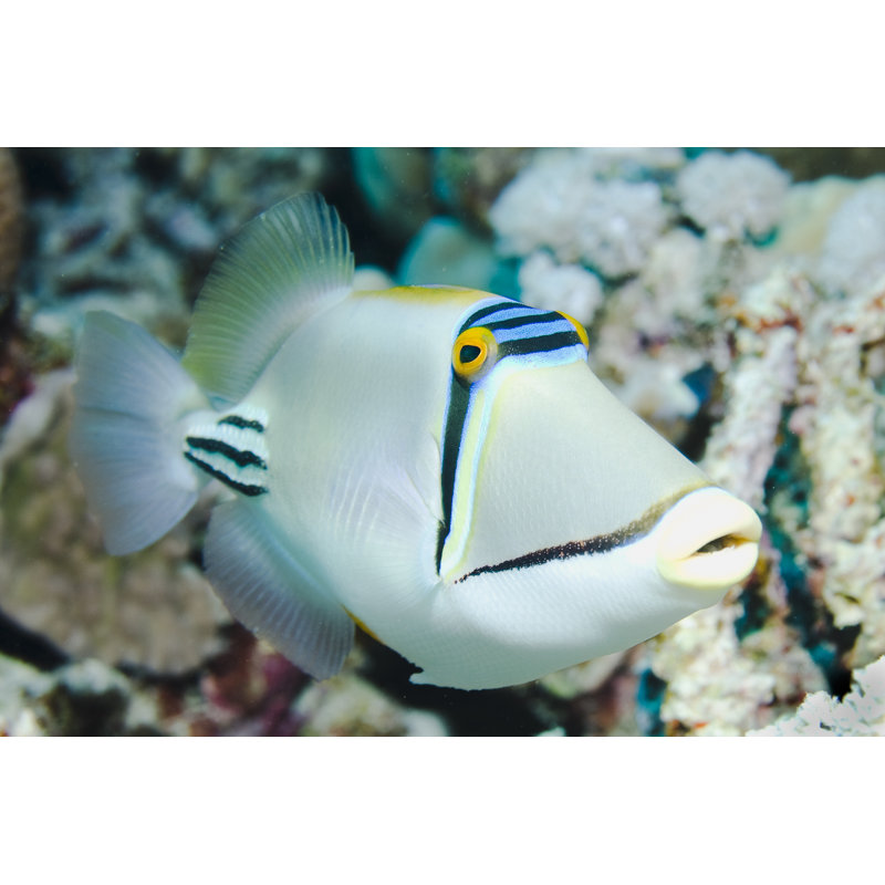 Picasso Triggerfish by DJMattaar - Wrapped Canvas Print, 30cm H x 46cm W