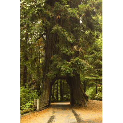 " Redwood Tree Tunnel " by John_Brueske