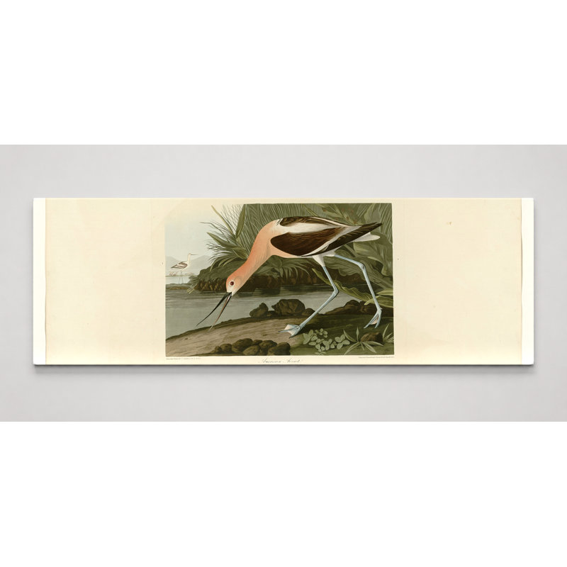 American Avocet (1838) - Art mural sur toile panoramique, 30" W x 10" H