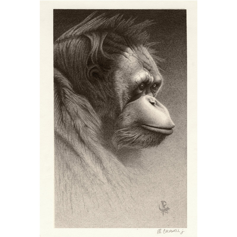 Jojo The Orangutan On FAP by Robert L. Caldwell Jr. - Wrapped Canvas Print, 46cm H x 30cm W x 3.8cm D