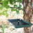 Leandro Metal Tray Bird Feeder