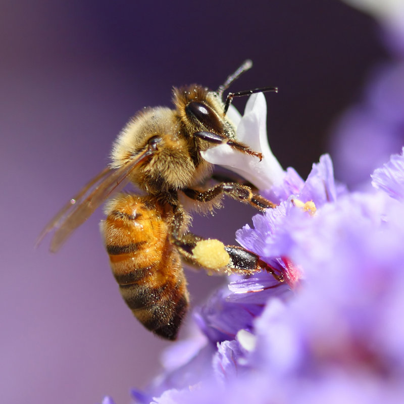 Abeille pollinisant une fleur mauve par Boryak, H 36 po x l 36 po