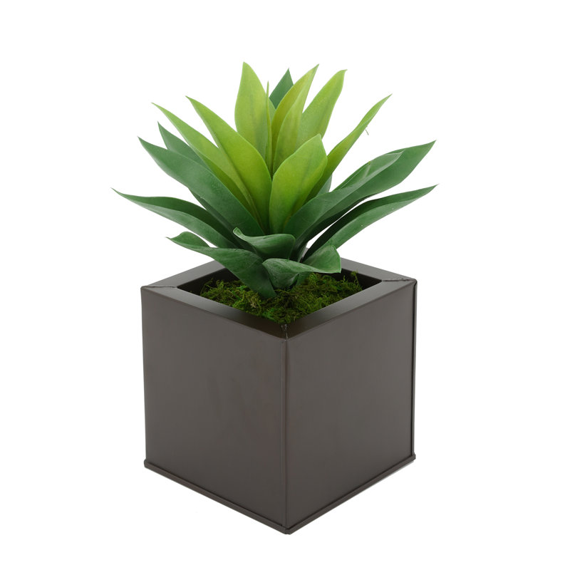 Plante grasse artificielle 7 po en pot, Brun mat