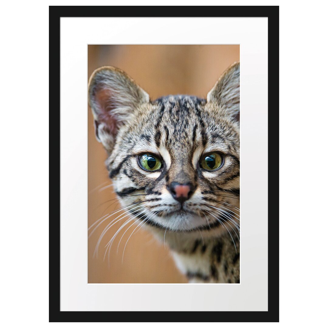 Gerahmtes Poster Kleine Bengalkatze