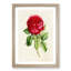 Illustration of a Red Rose - Picture Frame Painting Print-55579591-55579594
