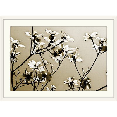 'Dogwood III by Alan Hausenflock Photographic Print