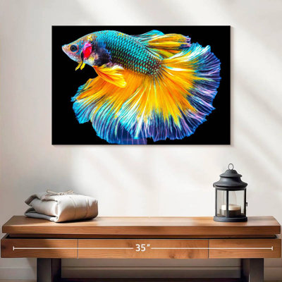 Poisson Betta multicolore