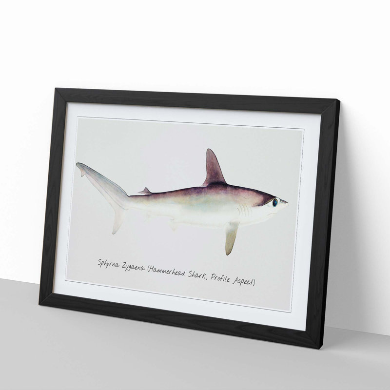 Illustration of a Hammerhead Shark by F.E. Clarke - Picture Frame Painting Print, Black Framed, 27cm H x 36cm W x 2cm D