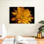 Harnek fleur de chrysanthème-108723141