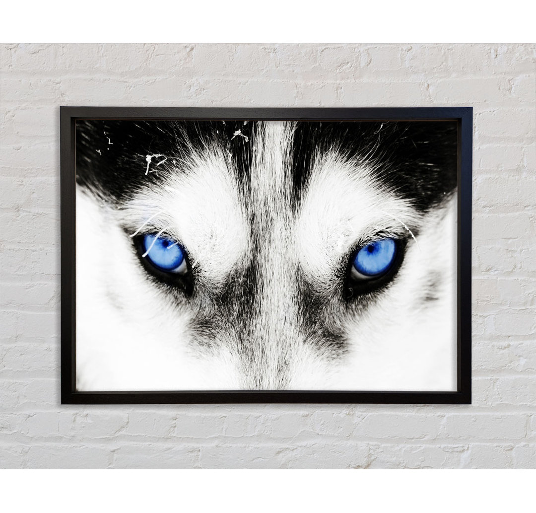 Husky Dog Blues - Einzelner Bilderrahmen Kunstdrucke auf Leinwand