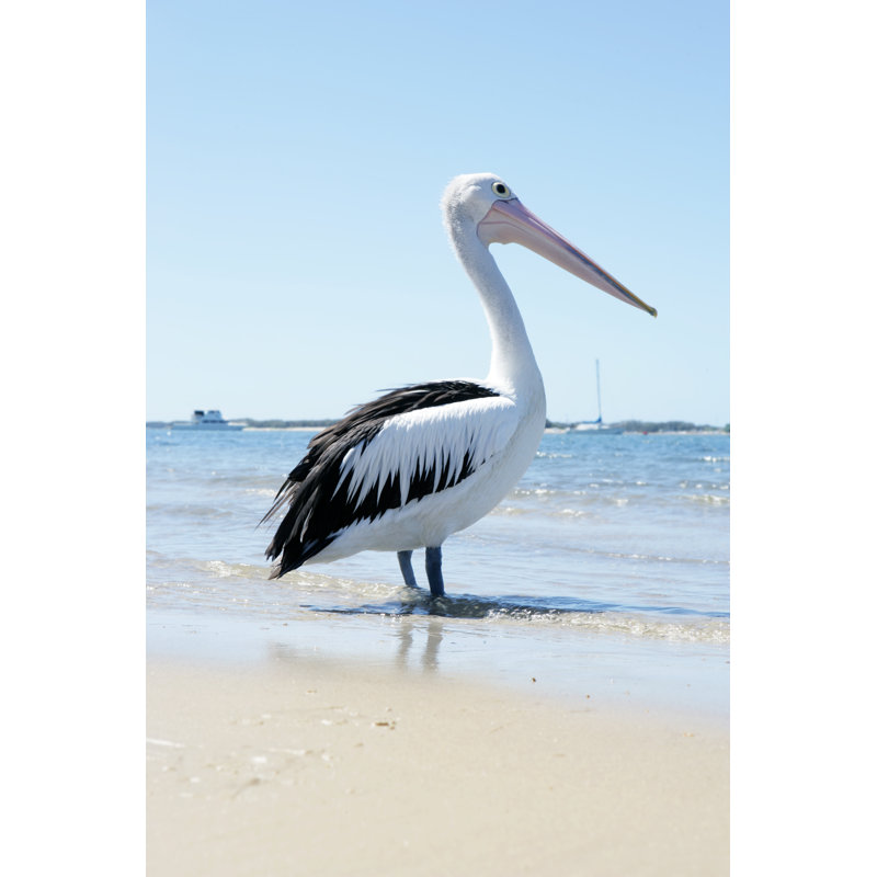 Pelican by Hidesy, 36" H x 24" W