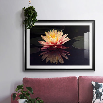 Photographie, étude, nénuphar encadré sur papier
