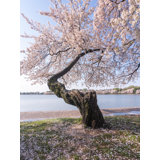 Petals Everywhere Print by Angela Pan