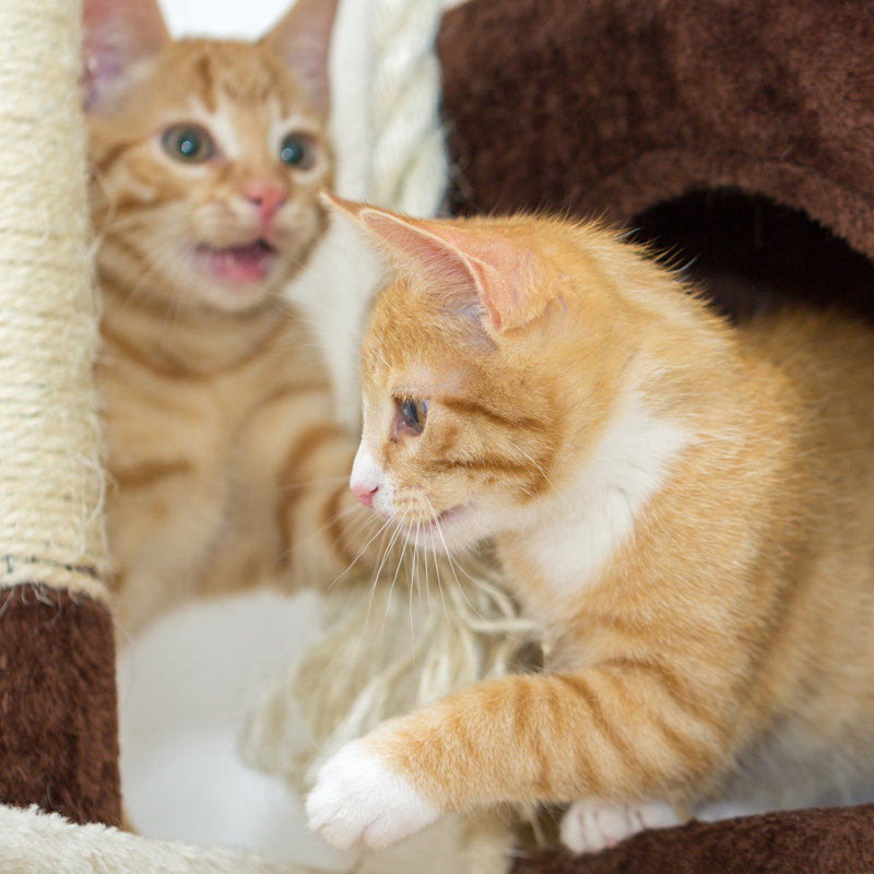 Gray 5-Tier Cat Tower with Sisal Scratch Posts
