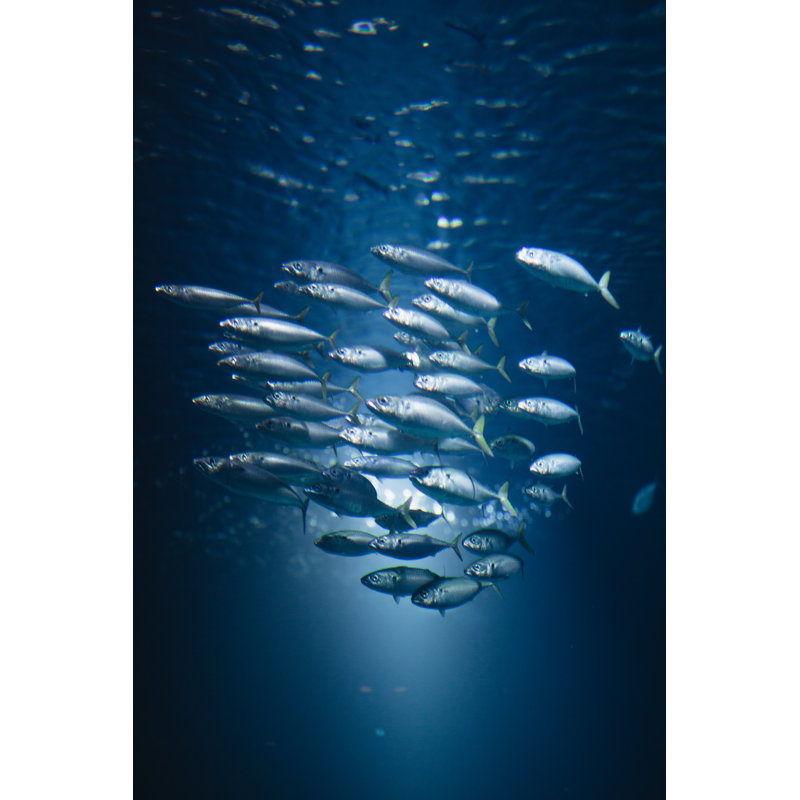 Group Of Fish In The Sea by FluxFactory - Wrapped Canvas Print, 30cm H x 20cm W