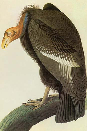 Condor de californie-impression d’art graphique, H 42 po x l 28 po x P 1,5 po