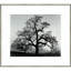 «Oak Tree Sunset City California» par Ansel Adams - reproduction d'un seul cadre-86800979-86800980