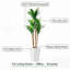 147cm Plant