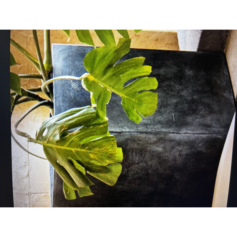 Olivero Concrete Planter
