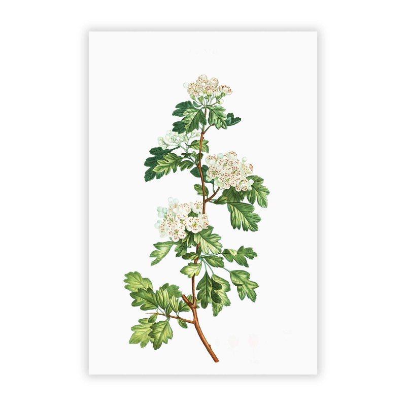 Hawthorn Flowers by Pierre-Joseph Redoute - No Frame Painting, 29.7 cm H x 21 cm W