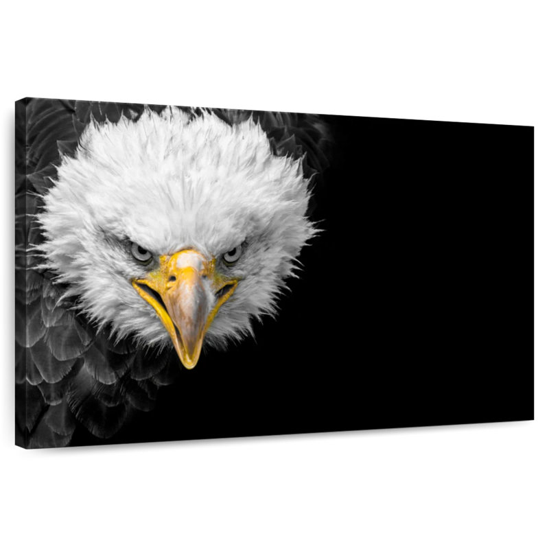 Crowle North American Bald Eagle