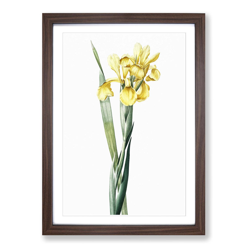 Monnieri Iris Flower by Pierre-Joseph Redoute - Picture Frame Art Print, 36cm H x 27cm W x 2cm D, Walnut Framed