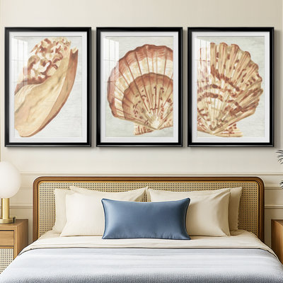 «Vintage Shell Vignette I», impression encadrée sur mesure de qualité supérieure mate - 3 pièces