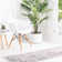 Oriental Ivory Area Rug