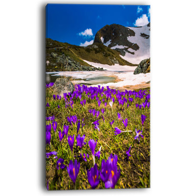 Fleurs de crocus en floraison à rila mountains, reproduction de photo sur toile tendue