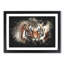 Tiger - Framed Print-56863951-56863955